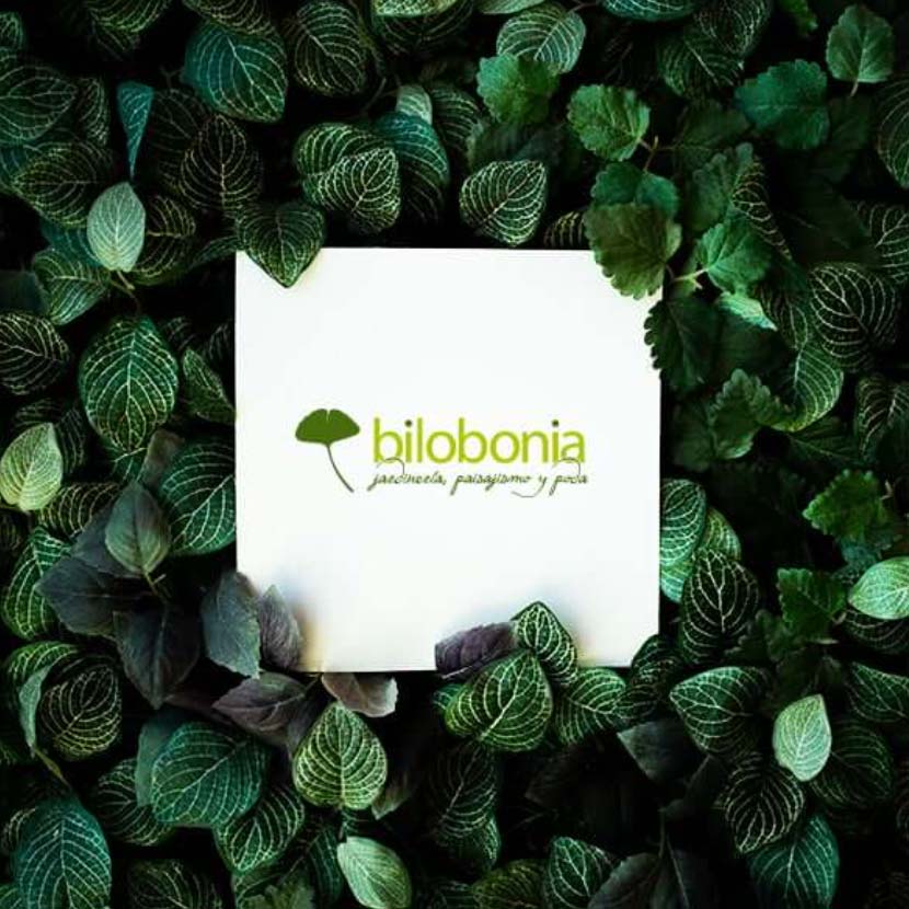 BILOBONIA - G13 Estudio Creativo